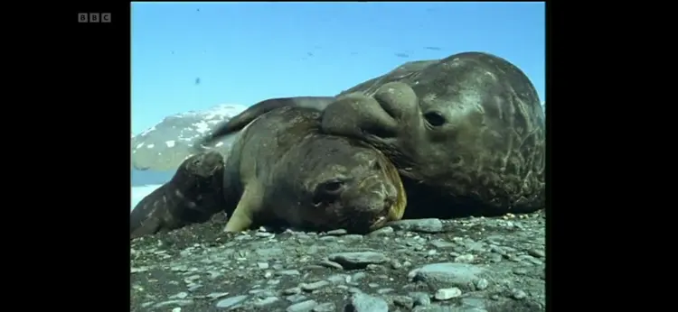 Southern elephant seal (Mirounga leonina) as shown in Life in the Freezer - The Ice Retreats